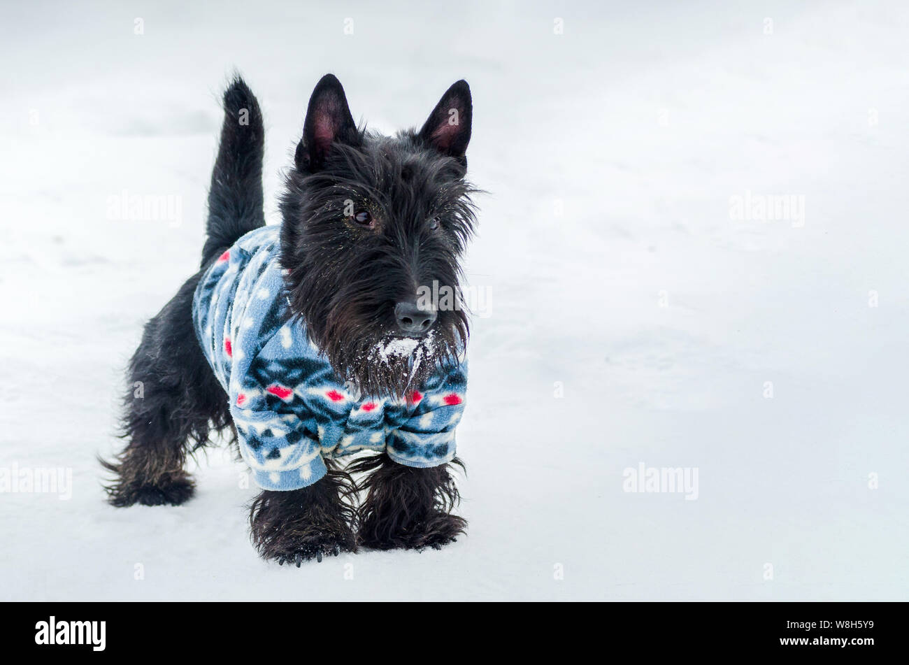 Yorkshire Terrier kleiner Hund, verschneiten Platz kopieren. Kleines, süßes Hündchen in der Klage. Tier Besitzer Pflege Stockfoto
