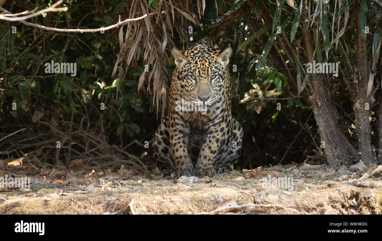 Jaguar Stockfoto