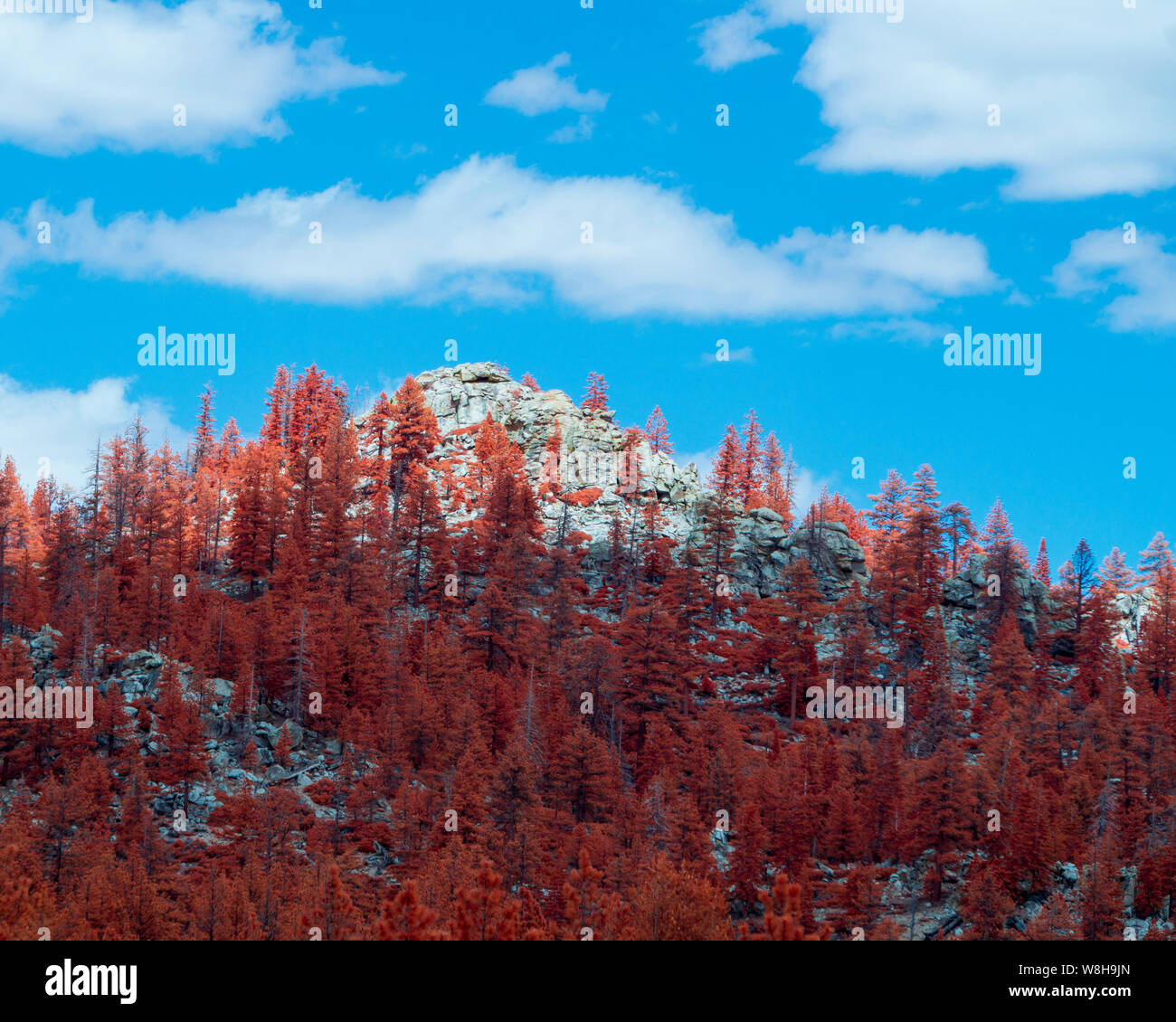 Berg mit rötlichen Bäume unter strahlend blauen Himmel mit weißen Wolken. Stockfoto
