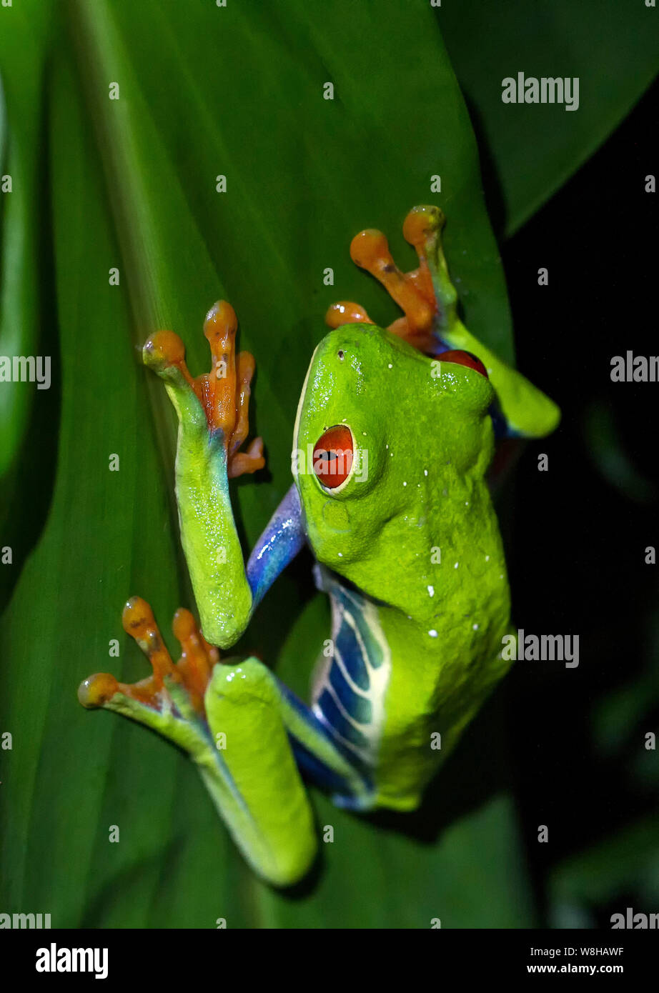 Red Eyed Laubfrosch Stockfoto