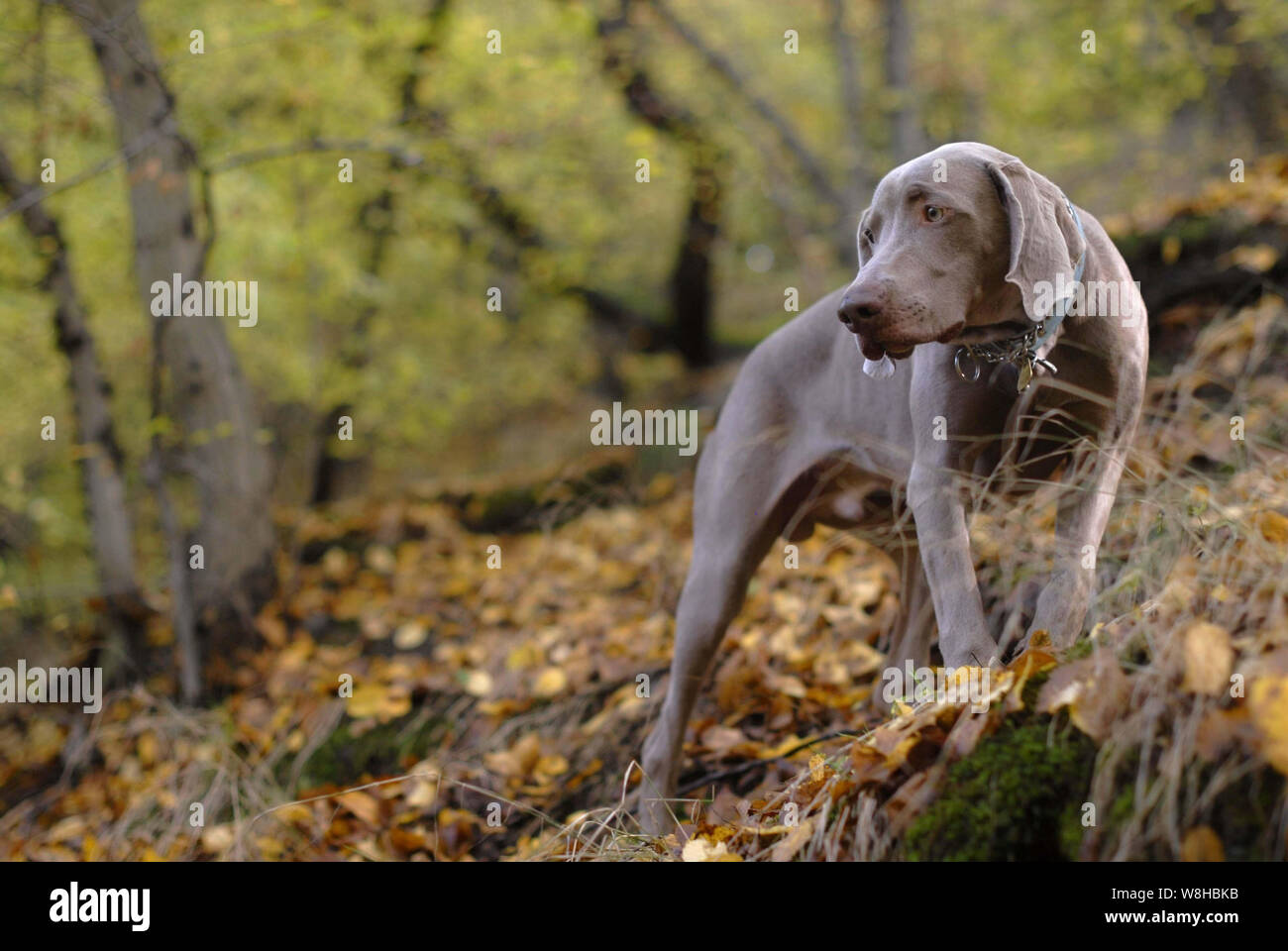 Weimaraner hund Brot sitzt auf der Spitze des Hügels, nach unten beobachten, mit Wald im Hintergrund. Stockfoto