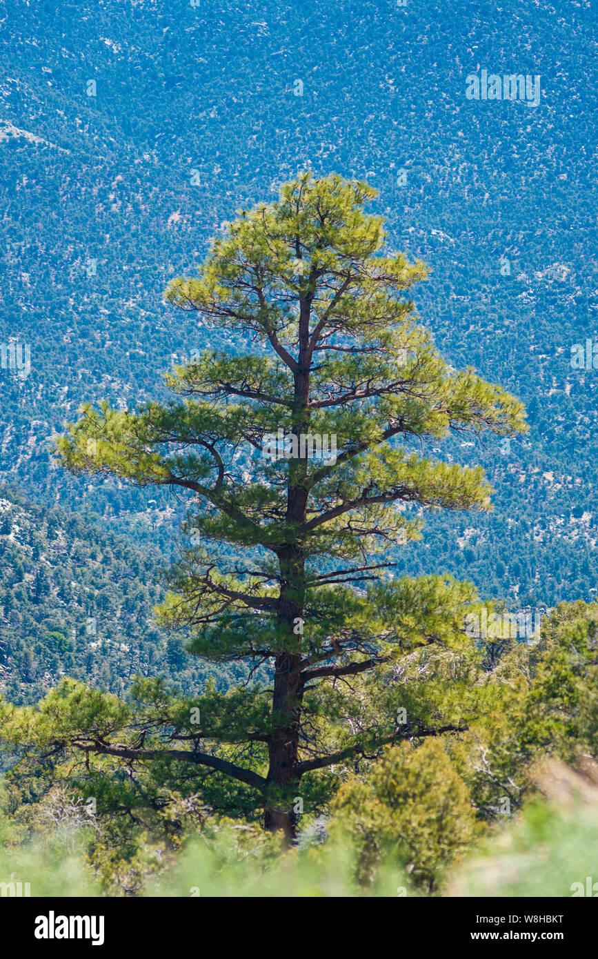 Isolierte tall Green Pine Tree gegen Wald bedeckte Berge. Stockfoto