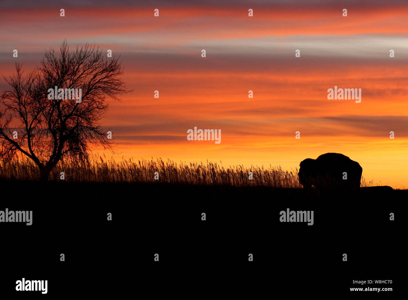Silhouette von Bison und Baum bei Sonnenuntergang, North Dakota Stockfoto