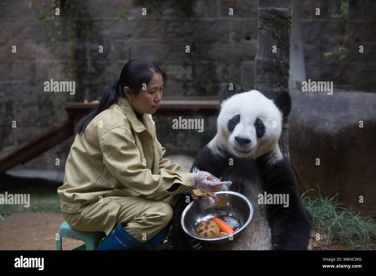 Ein chinesischer Mitarbeiter Feeds 35-jährige weibliche Panda Basi mit Futter auf der Fuzhou Giant Panda Forschungszentrum in Fuzhou city, Südosten Chinas F Stockfoto