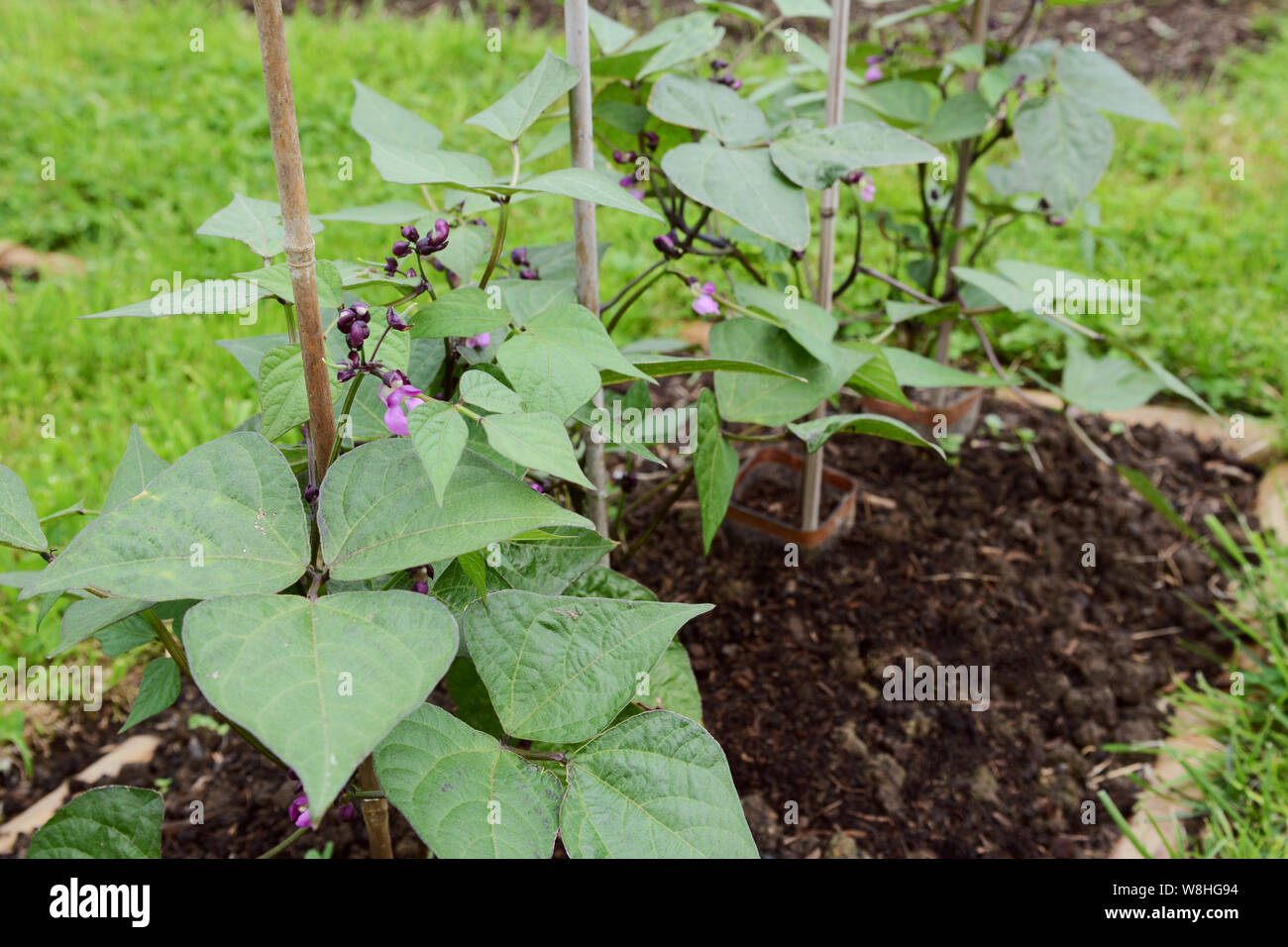 Zwerggartenbohne Pflanzen von Bambusrohren unterstützt. Kleine lila Blumen öffnen unter herzförmigen grünen Blättern. Stockfoto