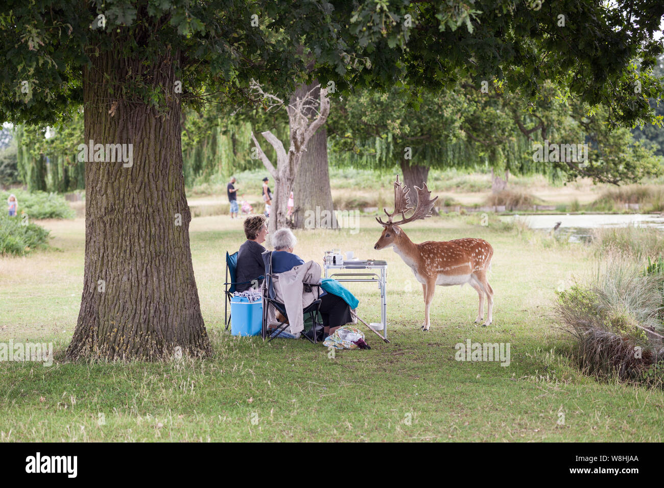 Ein damwild Ansätze einige Picknicken in Bushy Park, London. Stockfoto