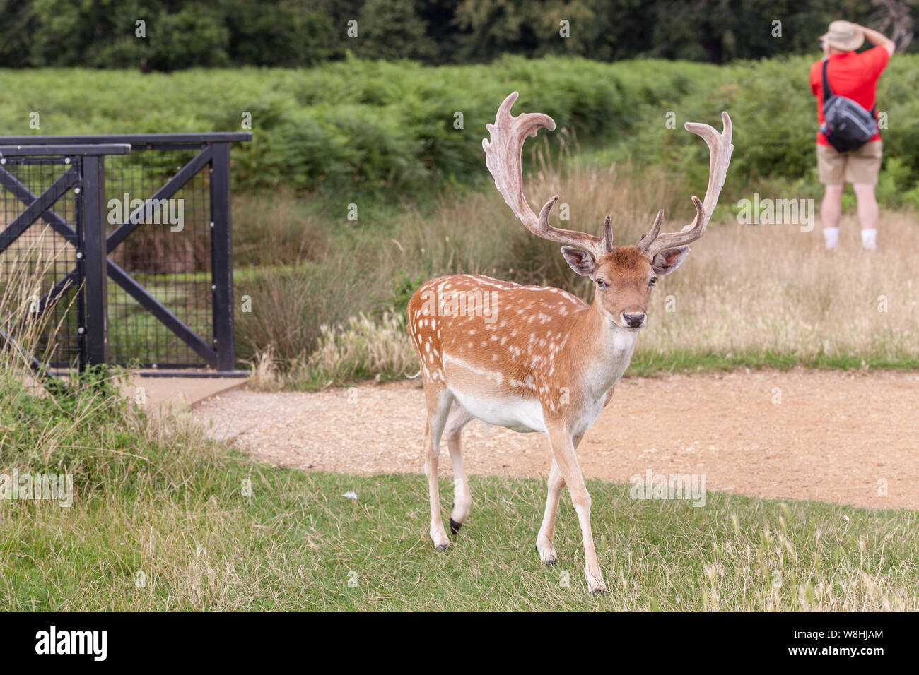 Ein damwild in Bushy Park, London. Stockfoto