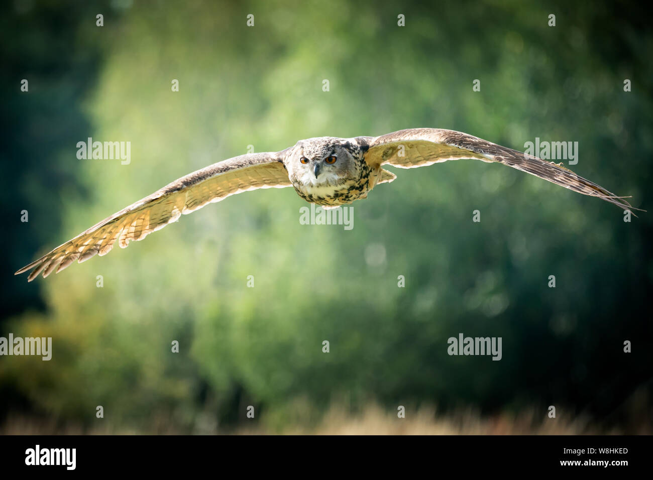 Uhu Nahaufnahme fliegen in einem Waldgebiet in Großbritannien Stockfoto
