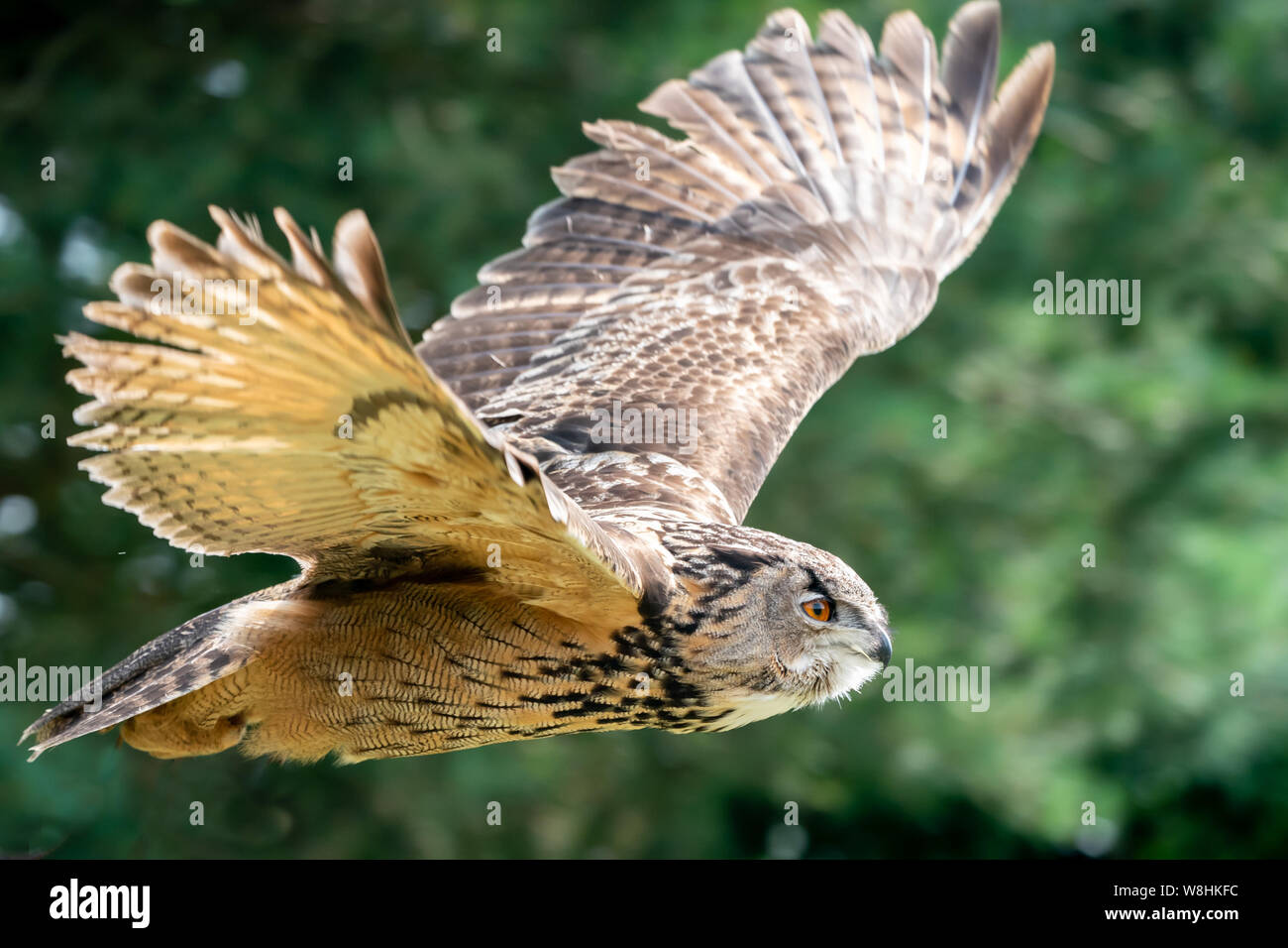 Uhu Nahaufnahme fliegen in einem Waldgebiet in Großbritannien Stockfoto