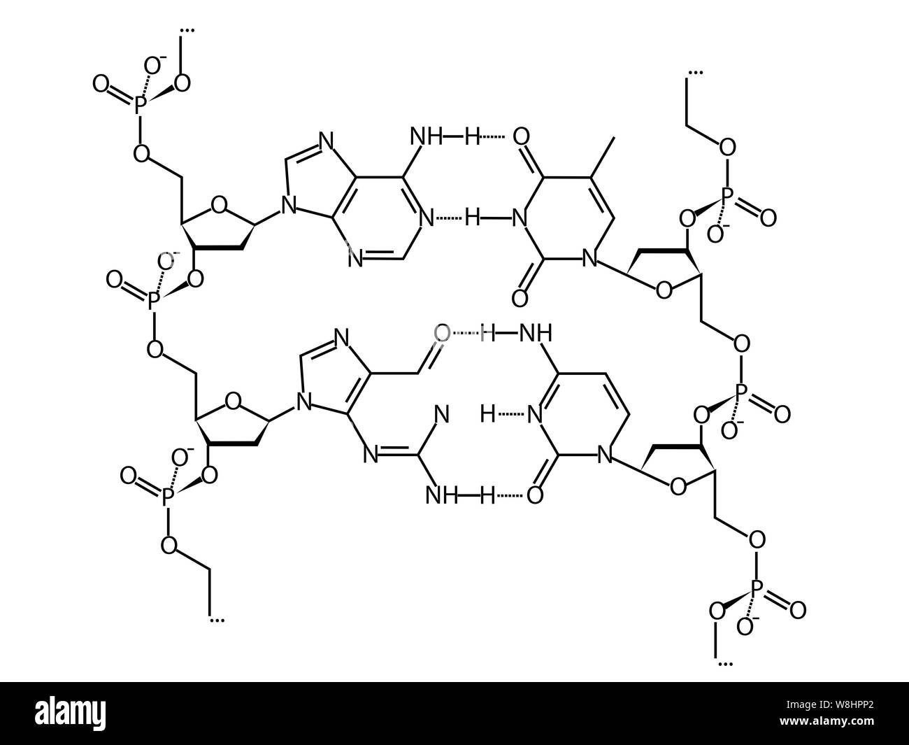 Abbildung: ein Abschnitt der DNA mit zwei Basenpaaren (GC und AT) als chemische Struktur Formel. Stockfoto