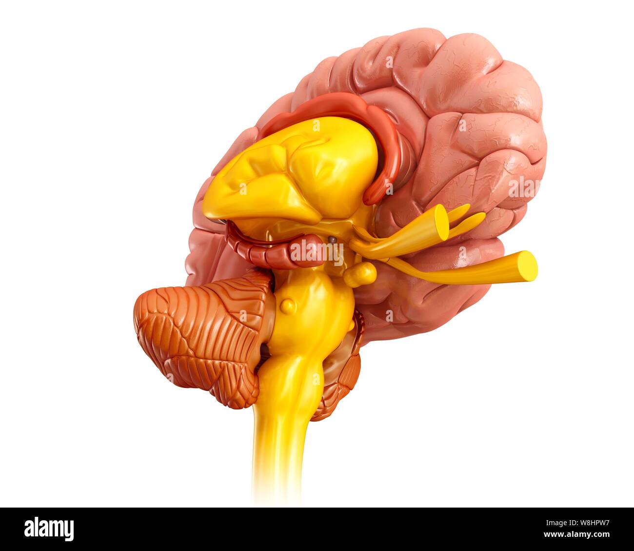 Darstellung der Anatomie des menschlichen Gehirns. Stockfoto