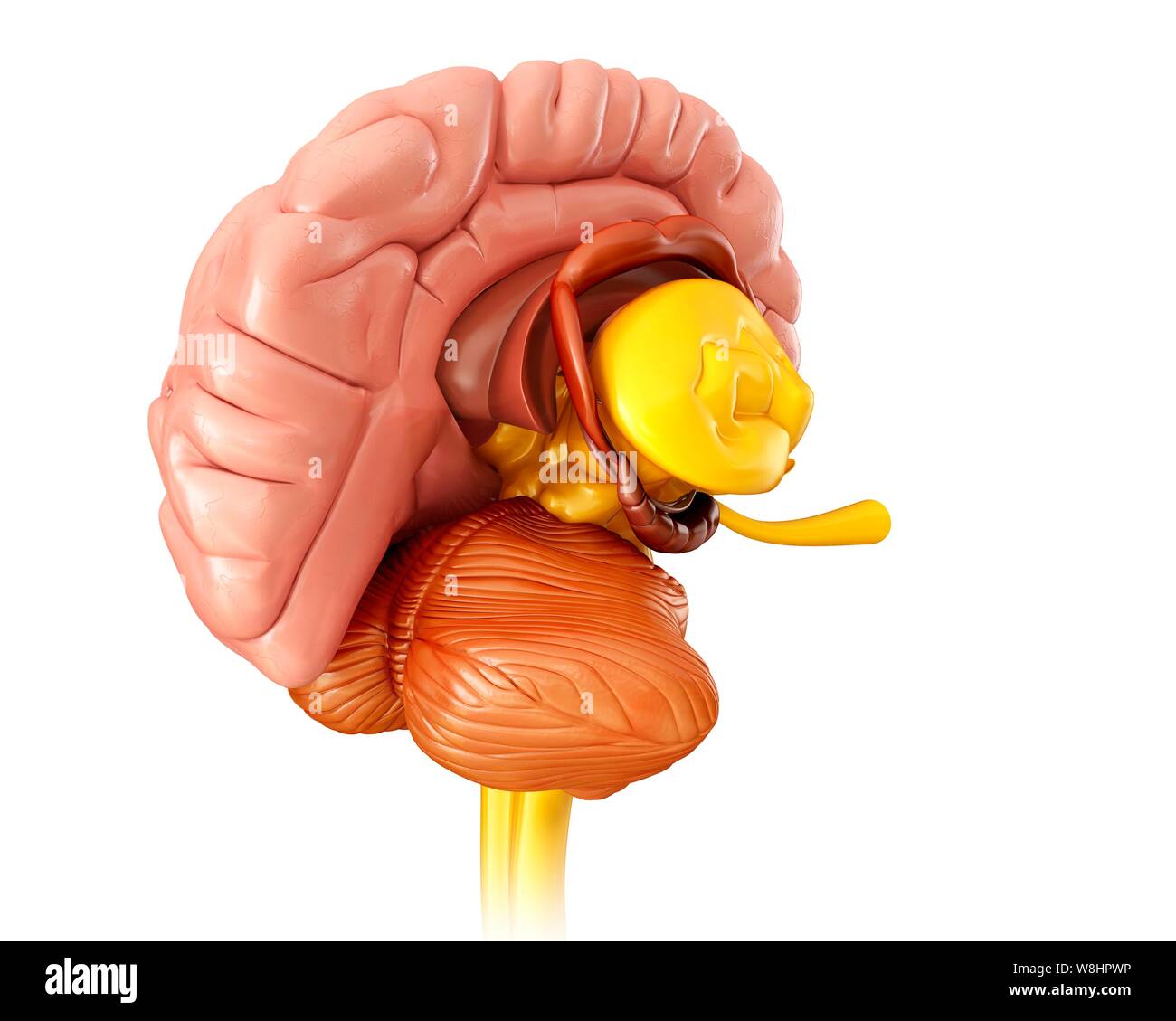 Darstellung der Anatomie des menschlichen Gehirns. Stockfoto