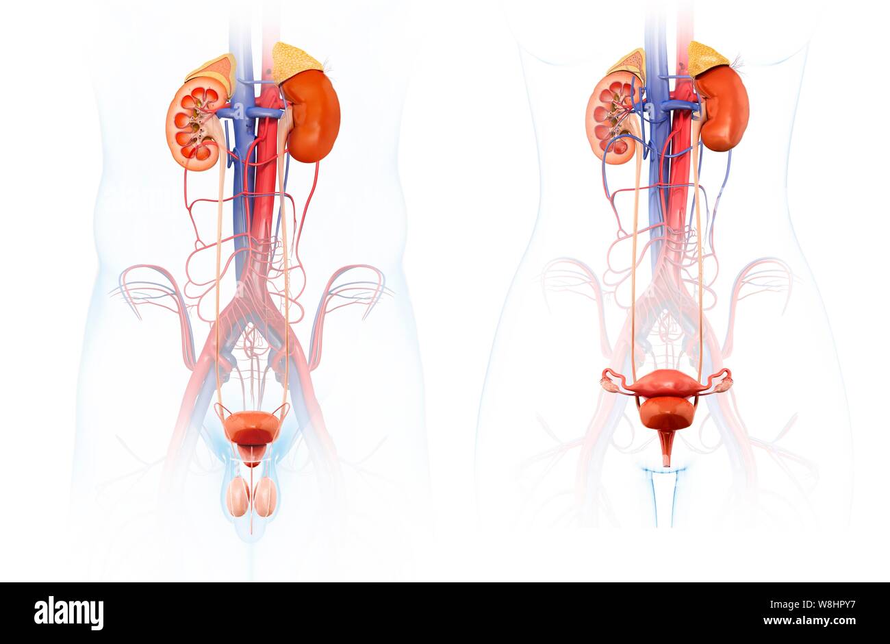 Darstellung der männlichen und weiblichen Harnwege Systeme. Stockfoto