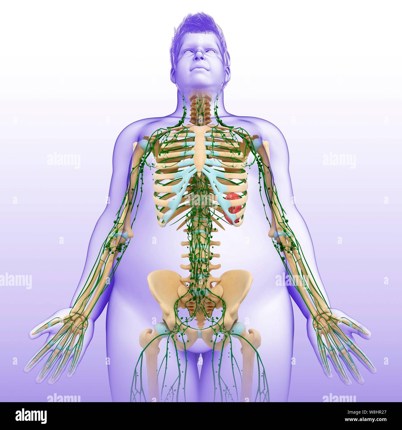 Darstellung der männlichen Skelett und lymphatischen Systems. Stockfoto