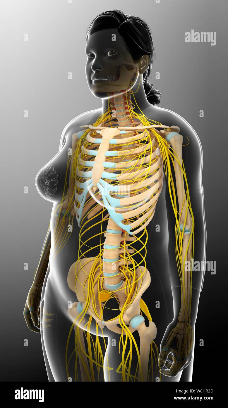 Darstellung der weiblichen Skelett und Nervensystem. Stockfoto