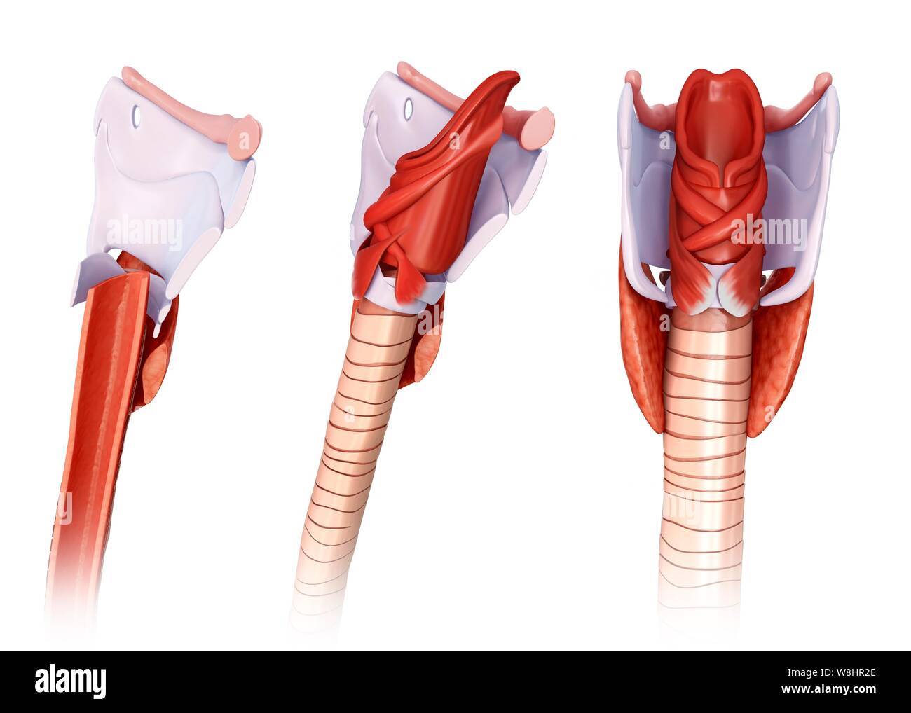 Abbildung: schildknorpel Anatomie. Stockfoto