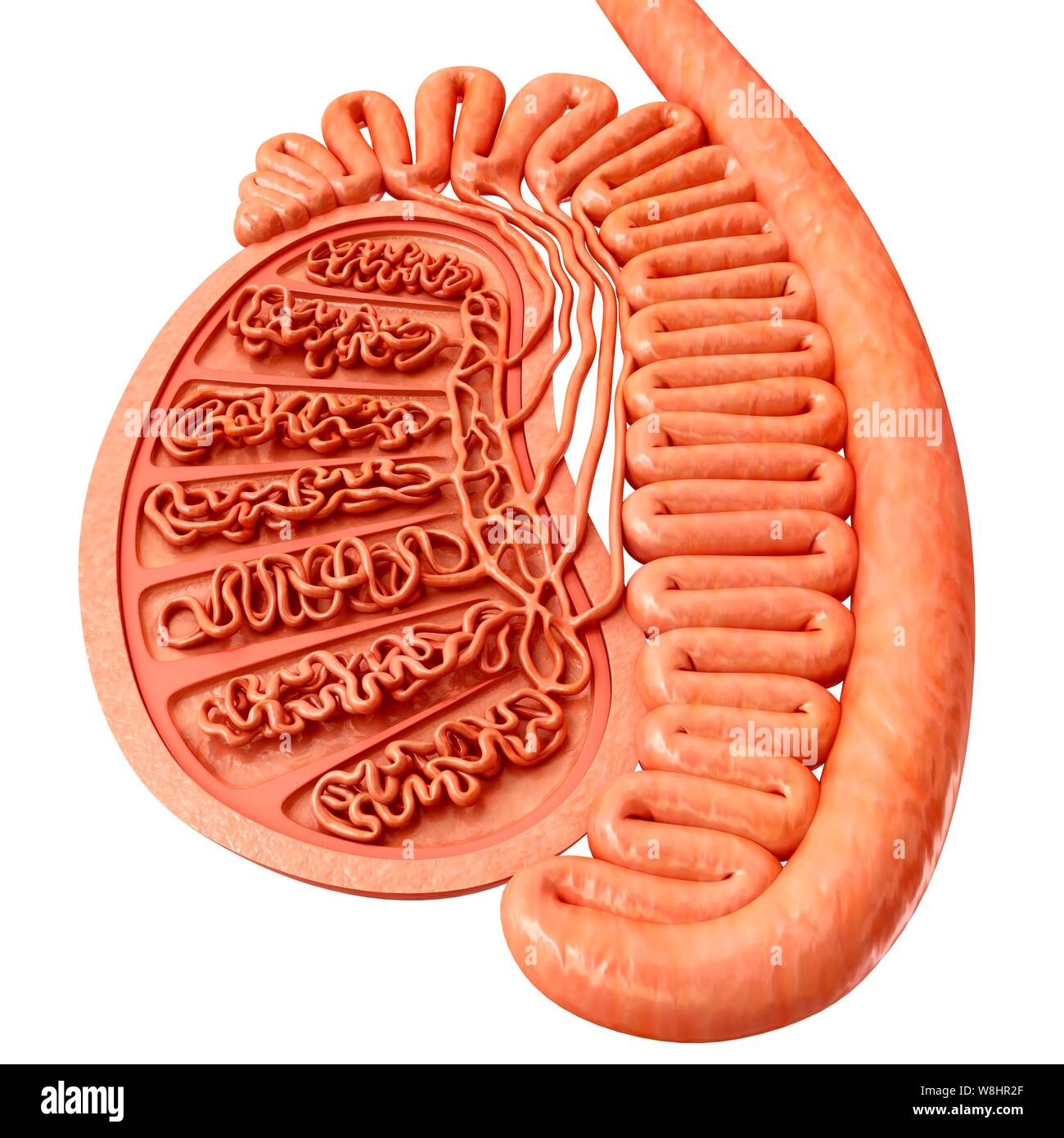 Darstellung der Anatomie der männlichen Hoden. Stockfoto
