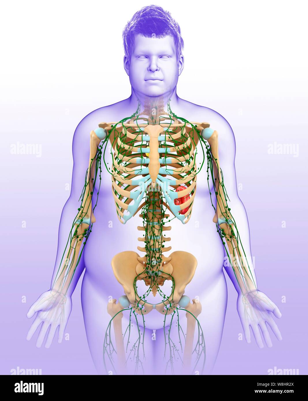Darstellung der männlichen Skelett und lymphatischen Systems. Stockfoto