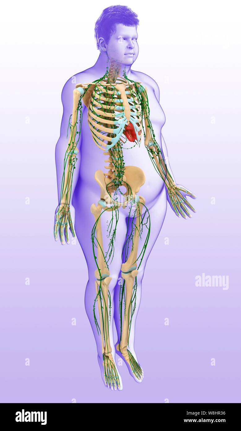 Darstellung der männlichen Skelett und lymphatischen Systems. Stockfoto