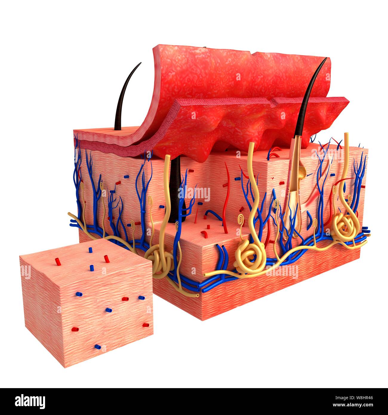 Darstellung der Anatomie der menschlichen Haut. Stockfoto
