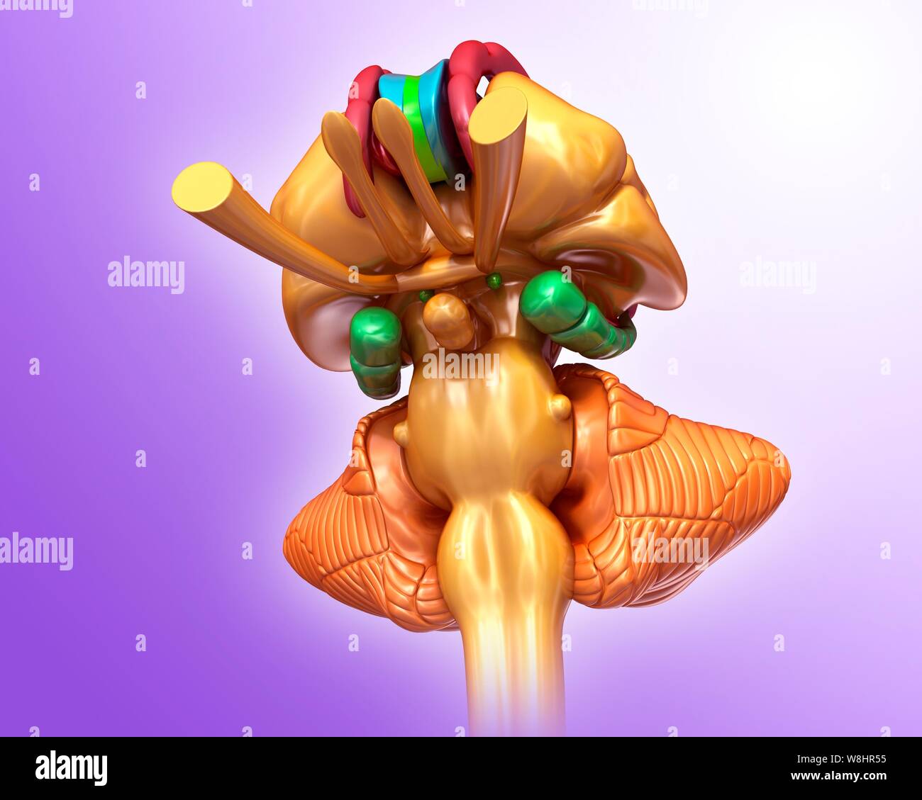 Illustration des menschlichen Gehirnstrukturen. Stockfoto