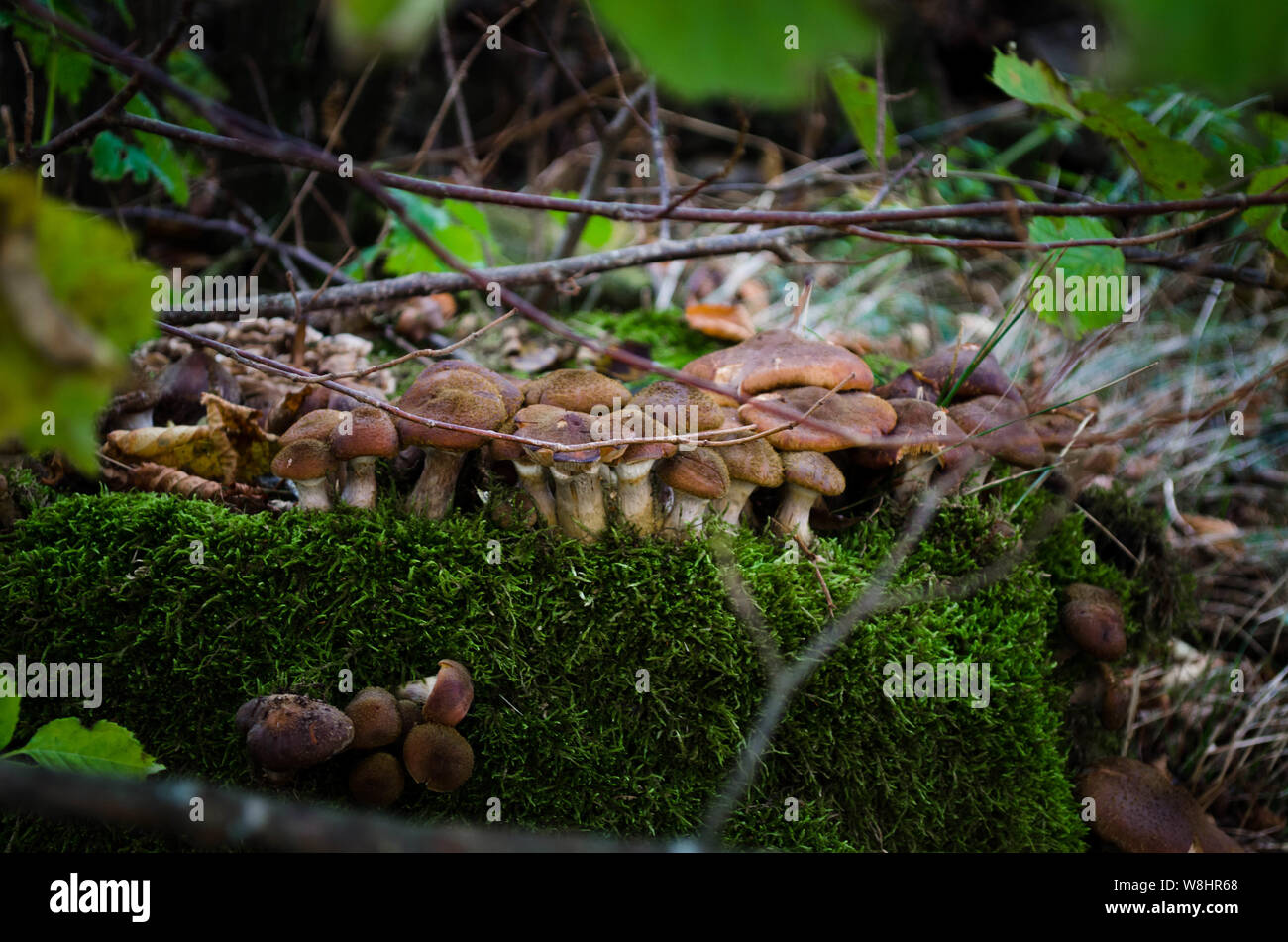 Honig agaric Pilze. Die große Familie der Pilze wachsen auf dem Baumstumpf. Essbare Pilze im Wald. Stockfoto