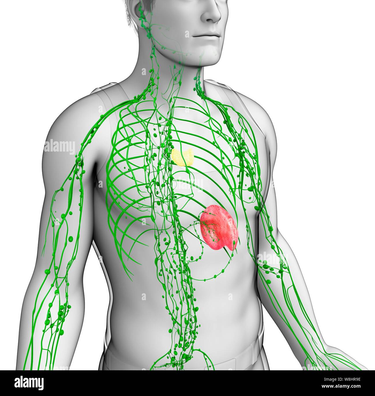 Darstellung der männlichen Lymphsystem. Stockfoto