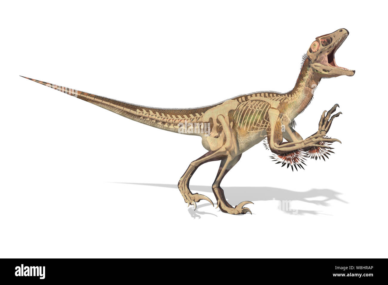 Utahraptor Dinosaurier Skelettstruktur, Illustration. Diese Dinosaurier lebten während der frühen Kreidezeit, ungefähr 126 Millionen Jahren. Stockfoto