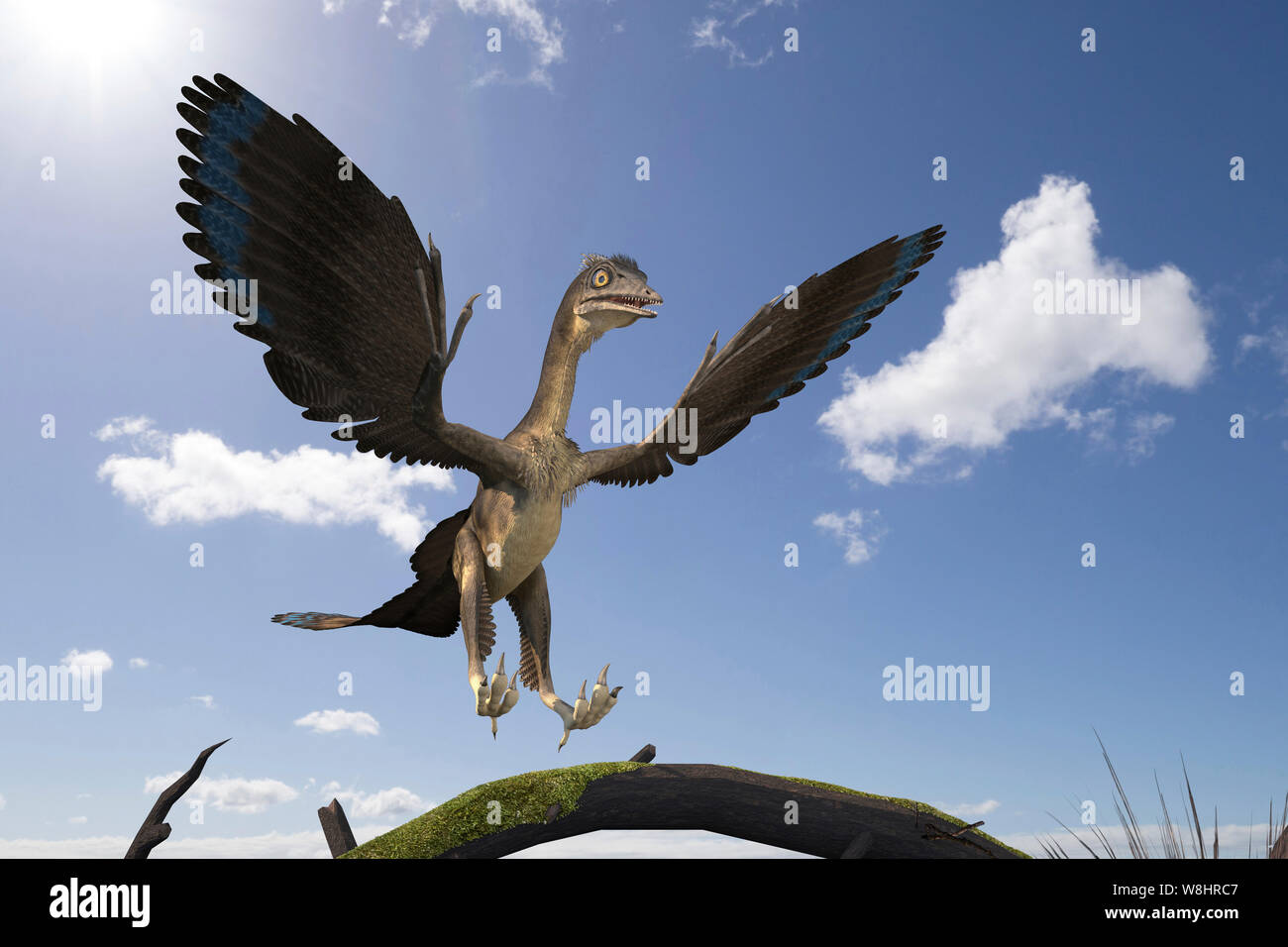 Archaeopteryx Dinosaurier, Illustration. Diese Vogel wie Dinosaurier vor 150 Millionen Jahren lebte während der späten Kreidezeit. Stockfoto