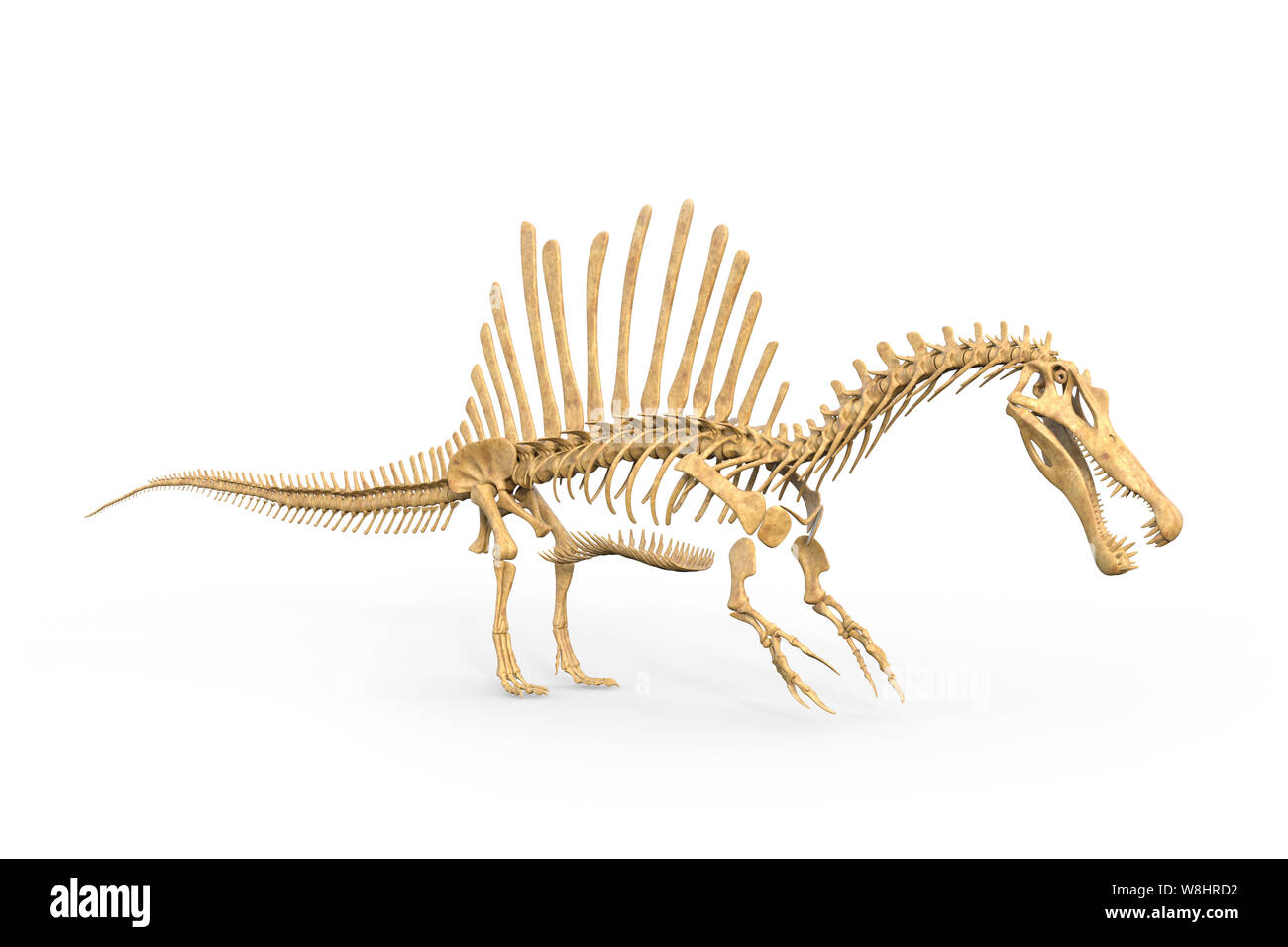 Spinosaurus Dinosaurier Skelettstruktur Illustration Diese spinosaurus-dinosaurier-skelettstruktur-illustration-diese