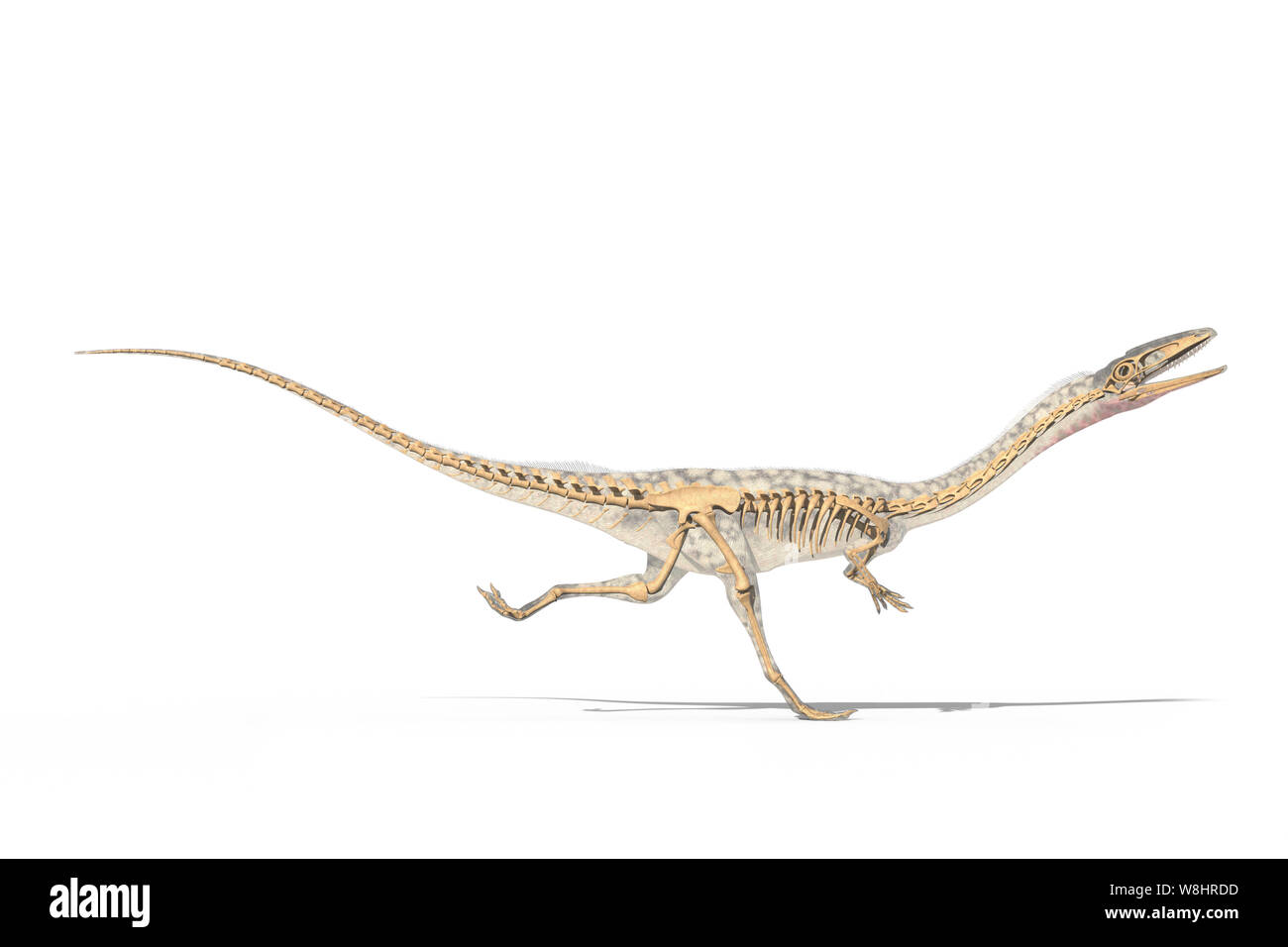 Coelophysis Dinosaurier, Knochengerüst, Illustration. Diese Dinosaurier in der Trias lebte, etwa 203-196 Millionen Jahren. Stockfoto