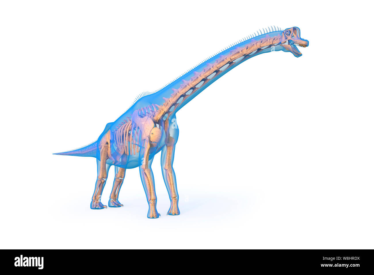 Anatomie der brachiosaurier Fotos und Bildmaterial in hoher Auflösung