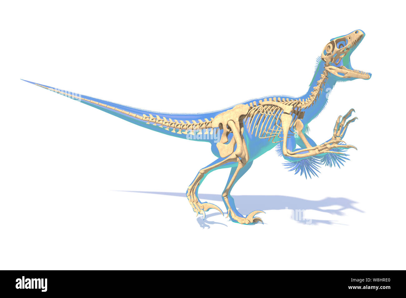 Utahraptor Dinosaurier Skelettstruktur, Illustration. Diese Dinosaurier lebten während der frühen Kreidezeit, ungefähr 126 Millionen Jahren. Stockfoto