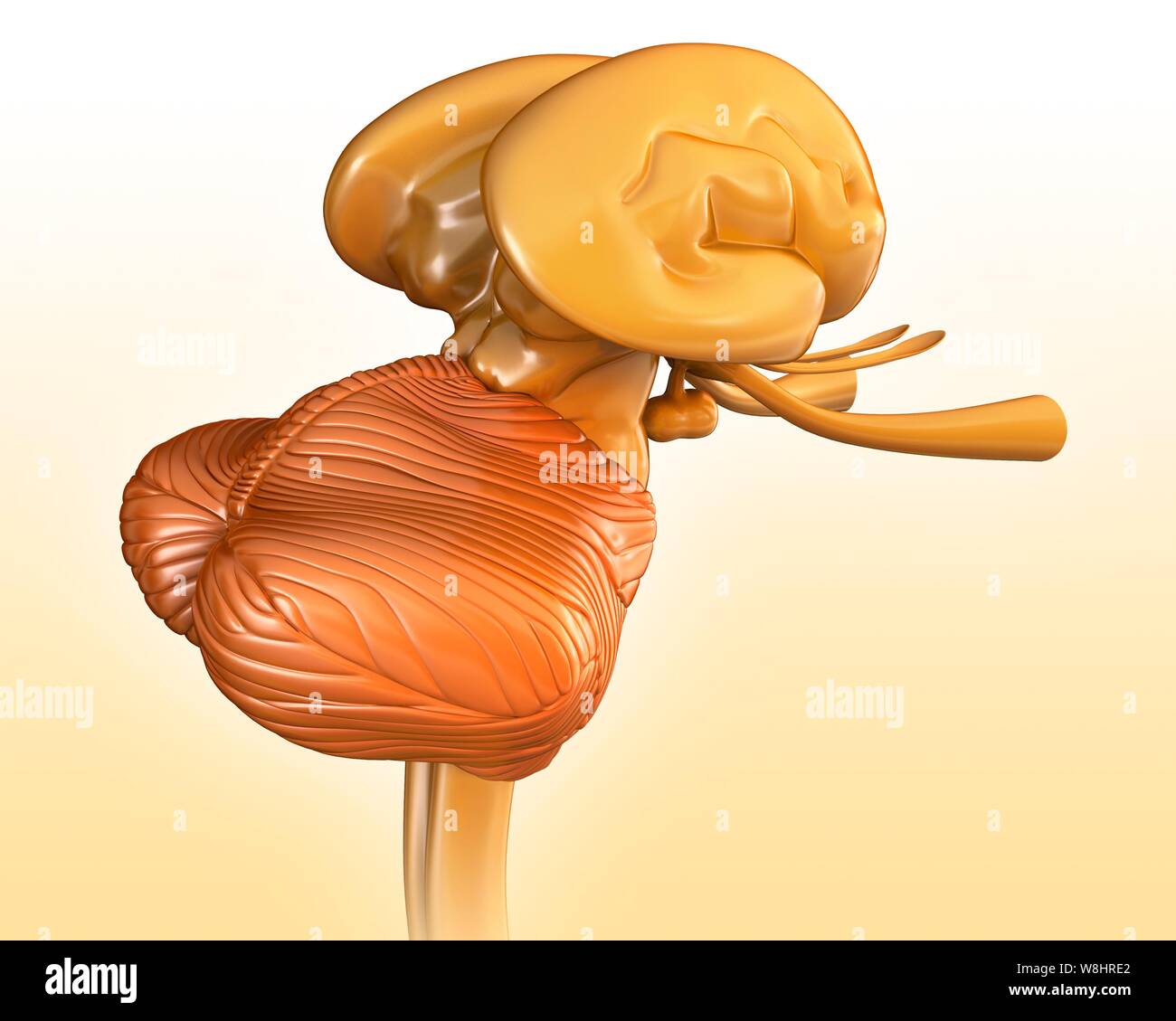 Illustration des menschlichen Gehirnstrukturen. Stockfoto
