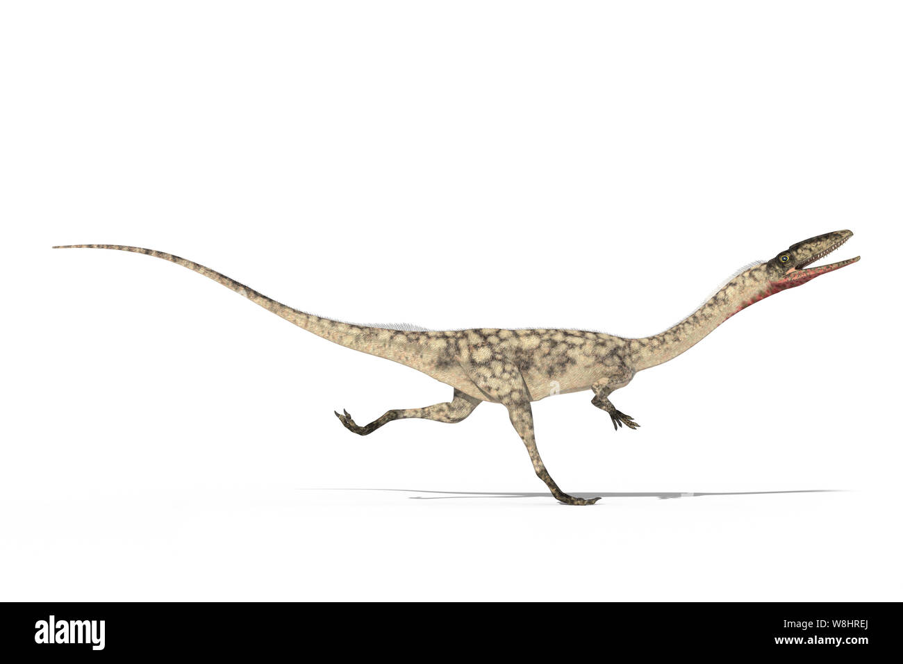 Coelophysis Dinosaurier, Knochengerüst, Illustration. Diese Dinosaurier in der Trias lebte, etwa 203-196 Millionen Jahren. Stockfoto
