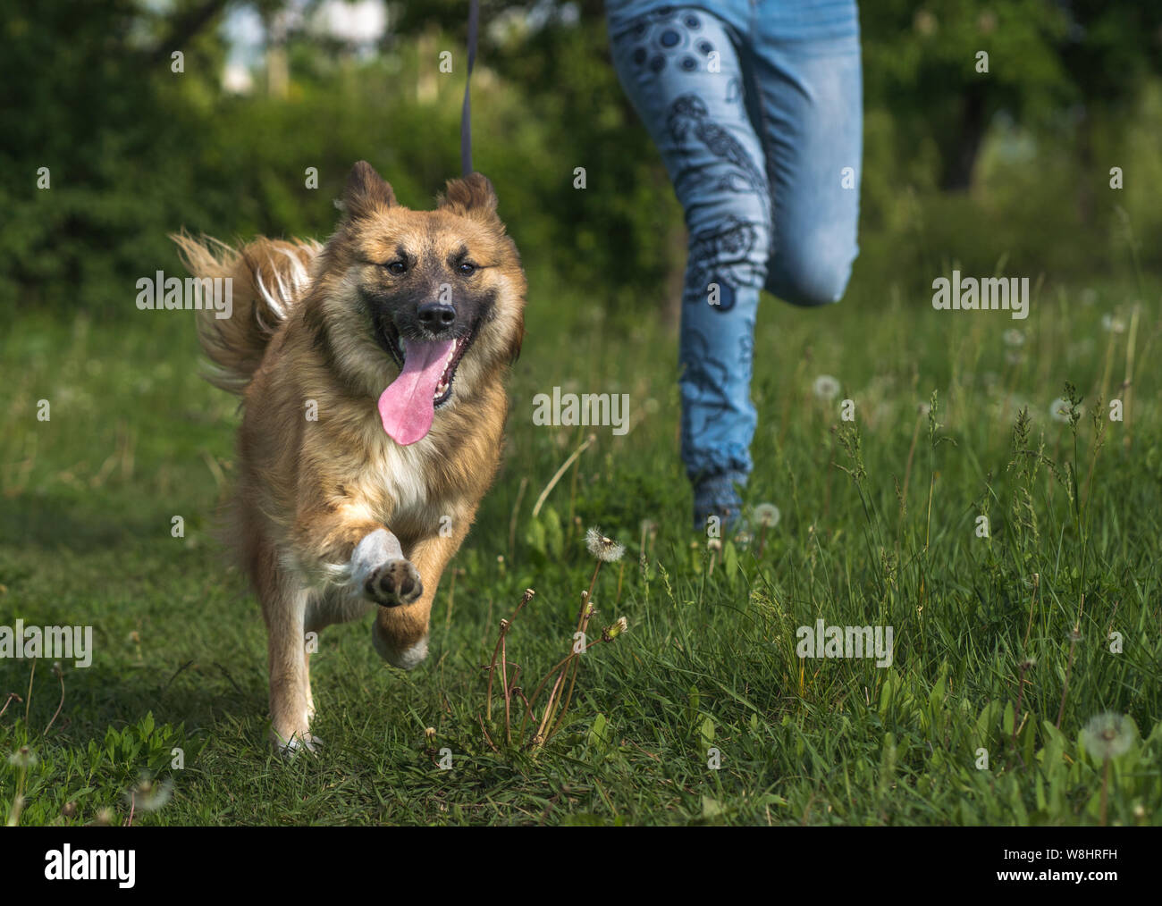 Ein Mädchen läuft mit einer gemischten Rasse Hund beim Spaziergang mit dem Hund im Park. Glücklicher Hund läuft und lächelnd. Lustiger Moment des laufenden Hund. Stockfoto