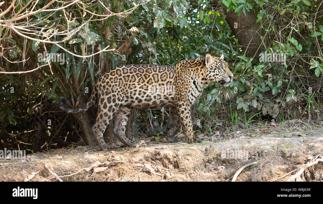 Jaguar Stockfoto