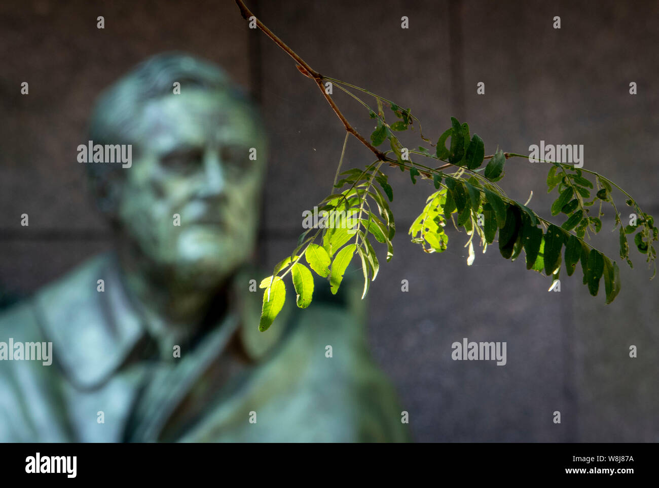 Grüne Blätter Stockfoto