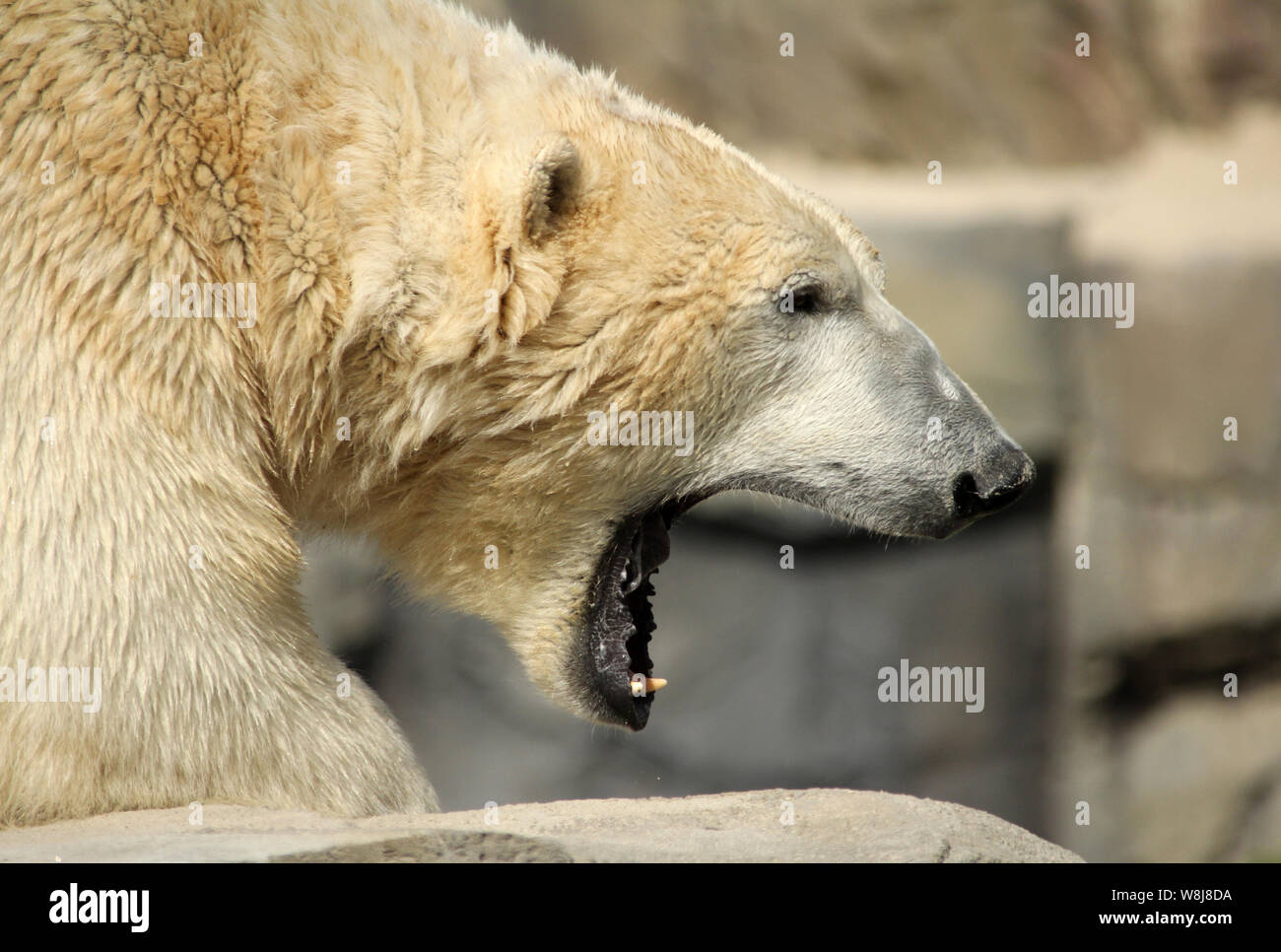Eisbär - icebear Stockfoto