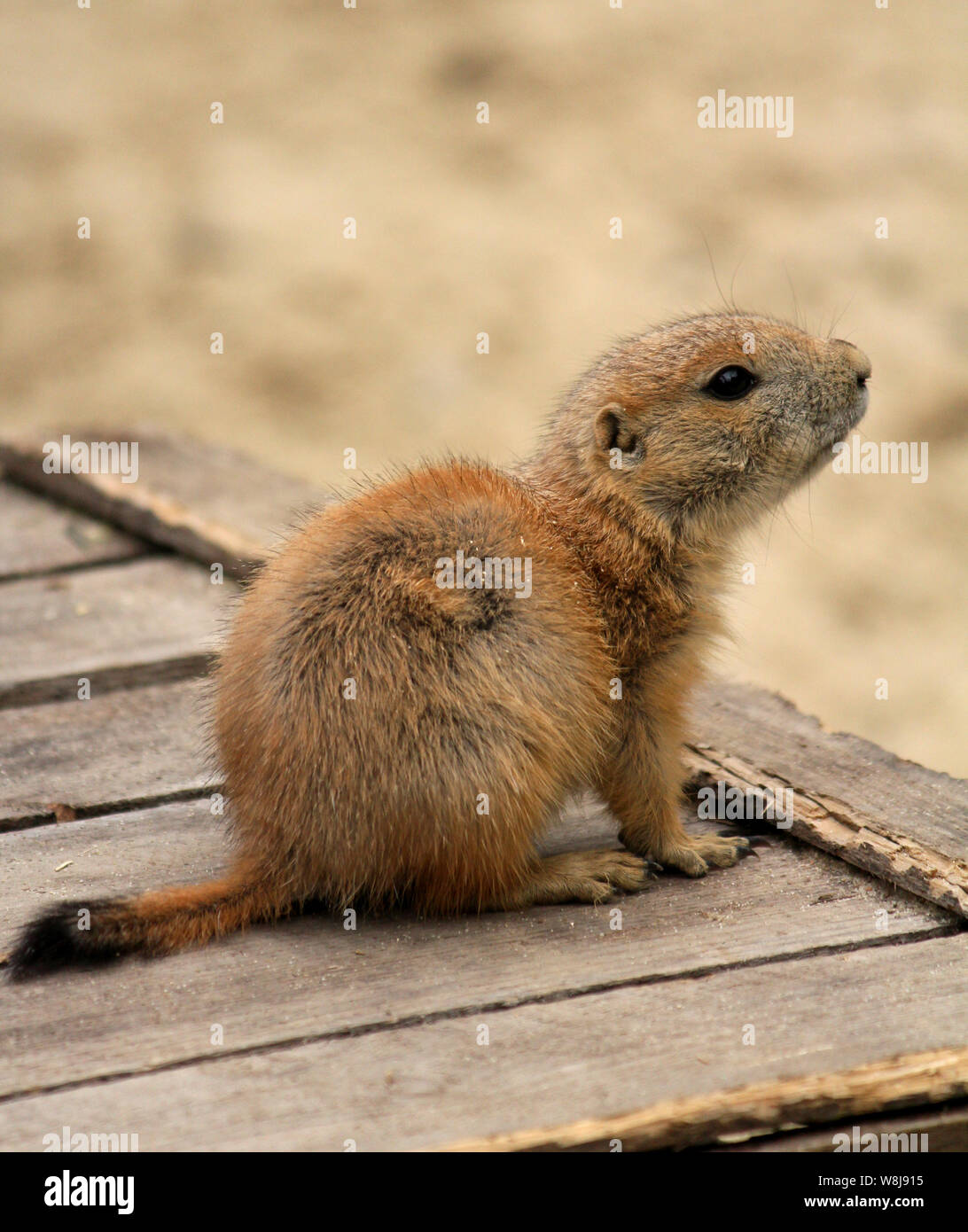 - Präriehund prairie dog Stockfoto