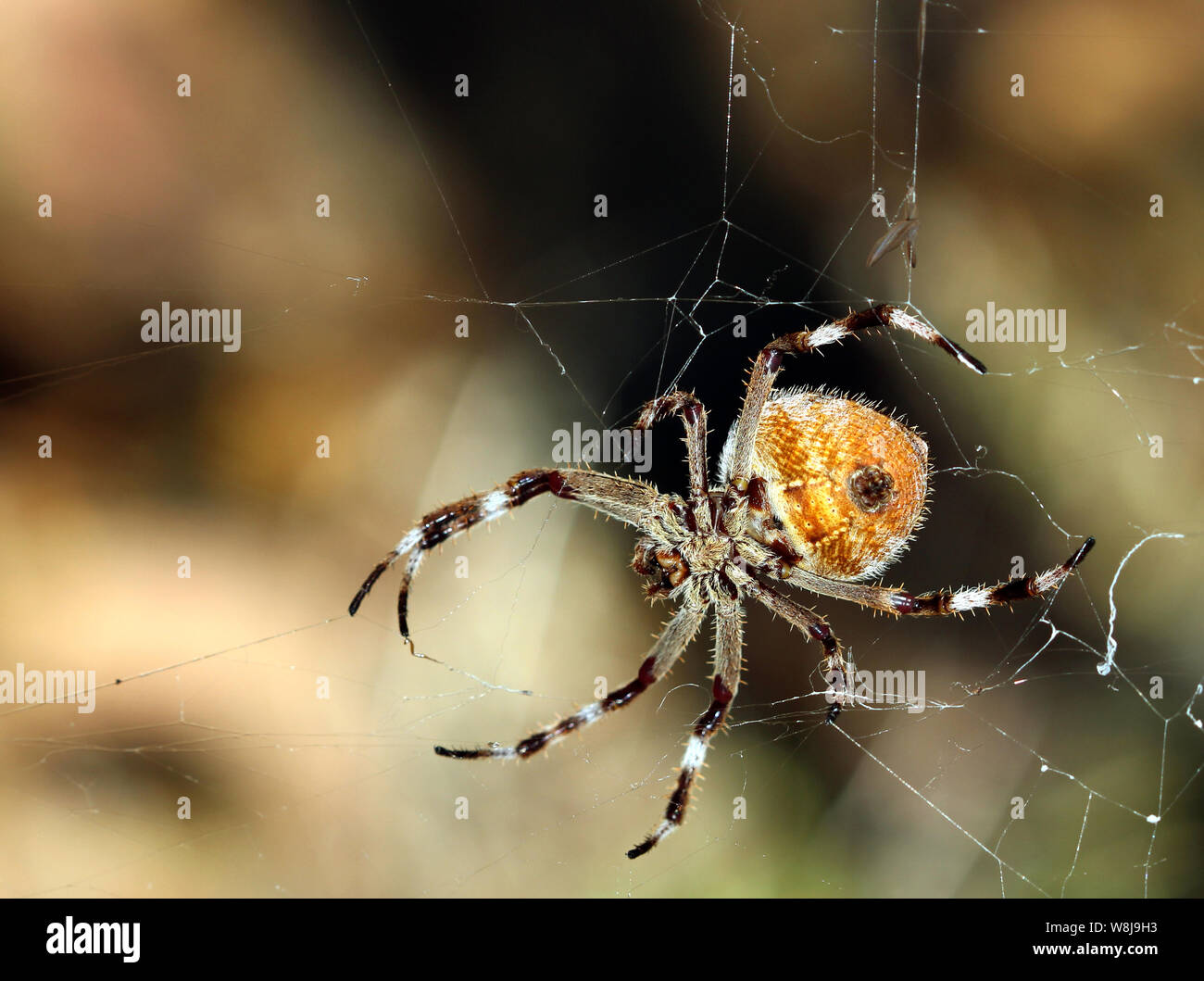 Underbelly eines Golden Orb Weaver australische Spinne aus der Nähe Stockfoto