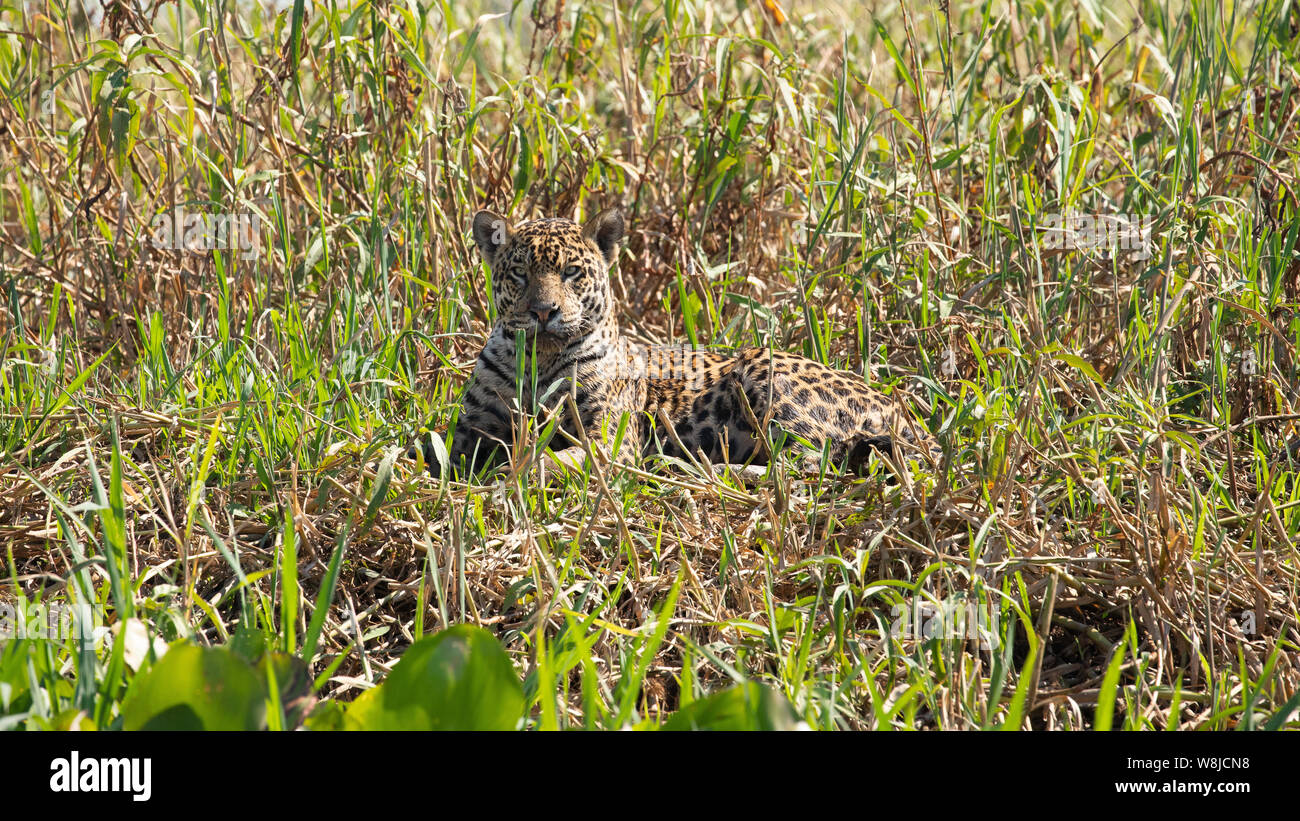 Jaguar Stockfoto