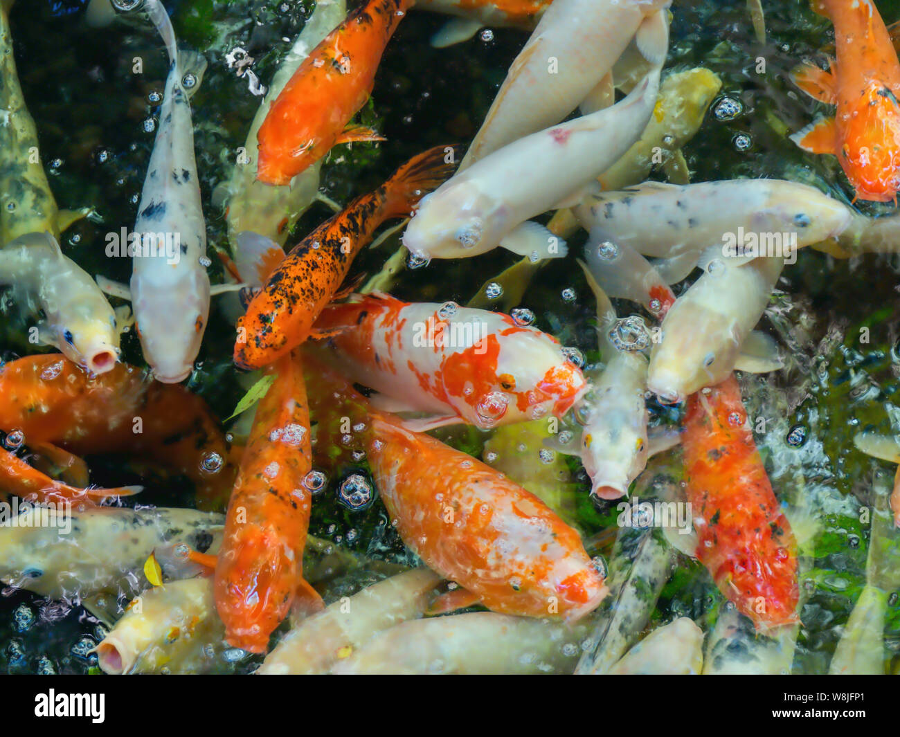 Goldener koi karpfen Fotos und Bildmaterial in hoher Auflösung Alamy
