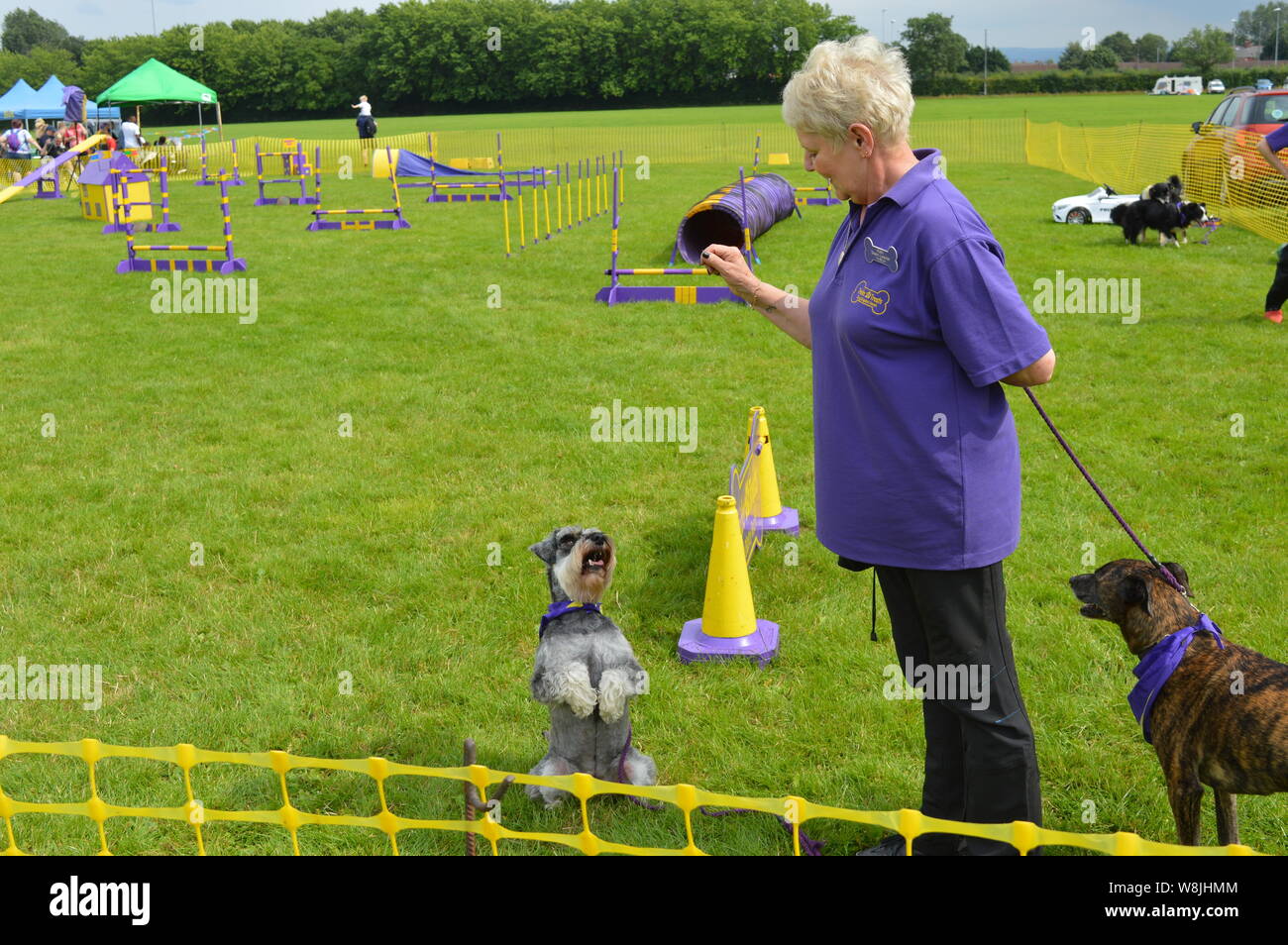 Hundeausstellung Wettbewerb in Großbritannien Stockfoto