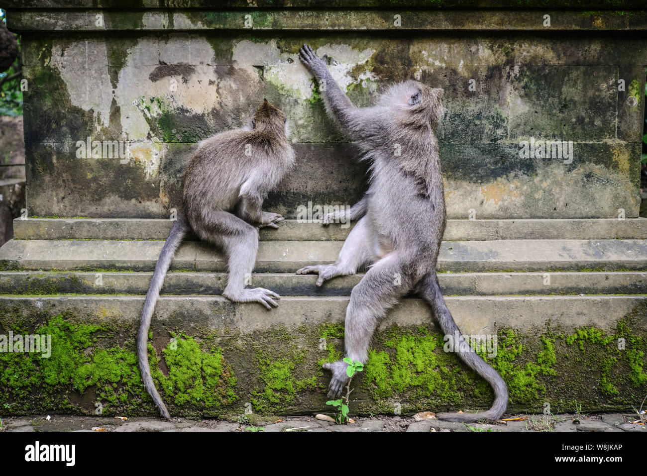 Porträt von zwei Affen in der Heiligen Affenwaldstation Ubud Bali Indonesien. Stockfoto