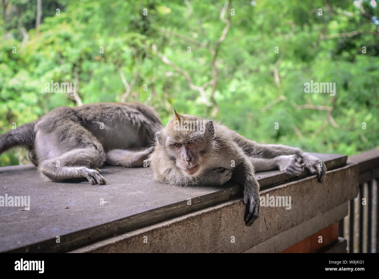 Portrait Affe in der Heiligen Affenwaldstation Ubud Bali Indonesien. Stockfoto
