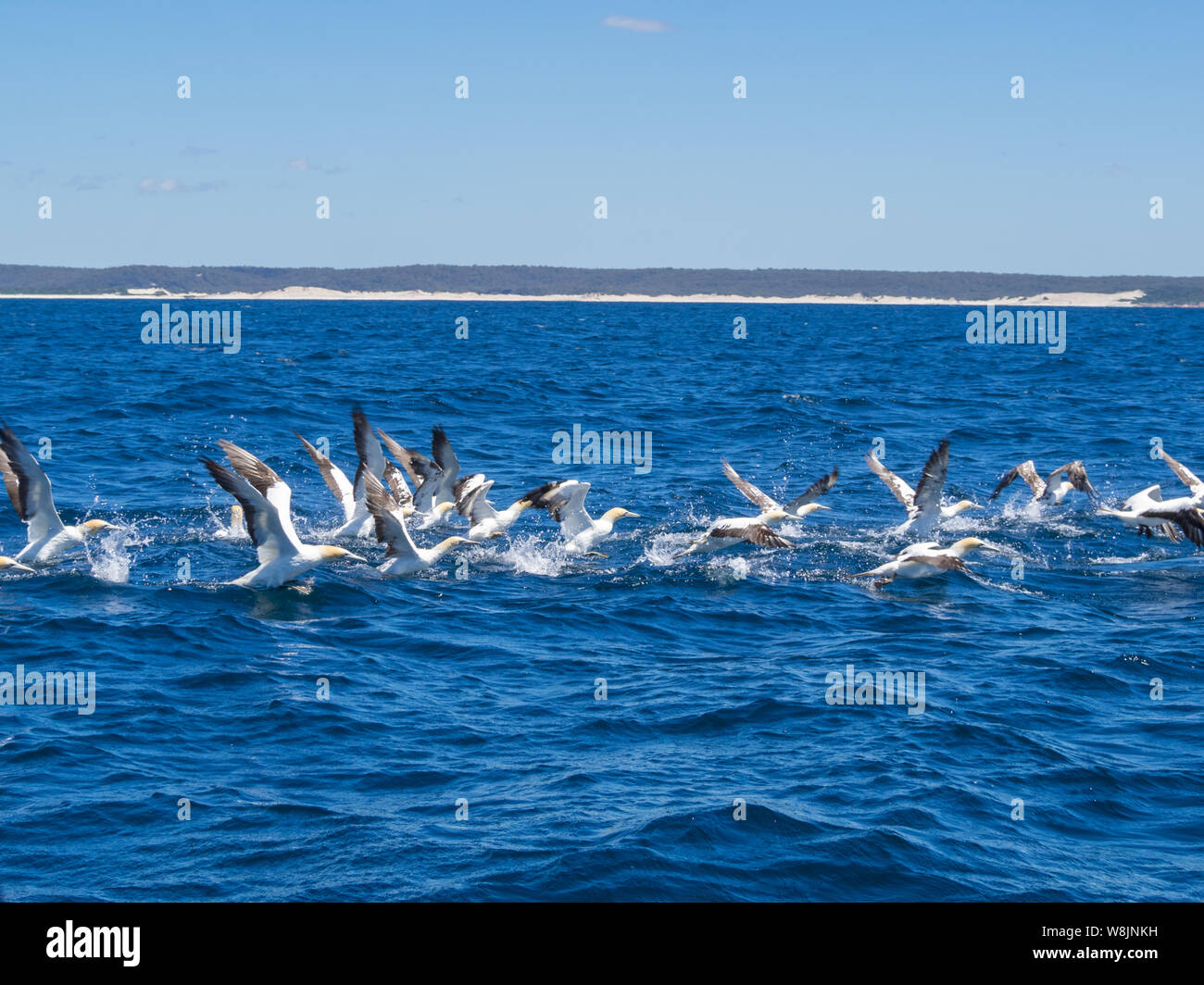 Tölpel fliegen über das Meer in der Bay of Fires, Tasmanien, Australien Stockfoto