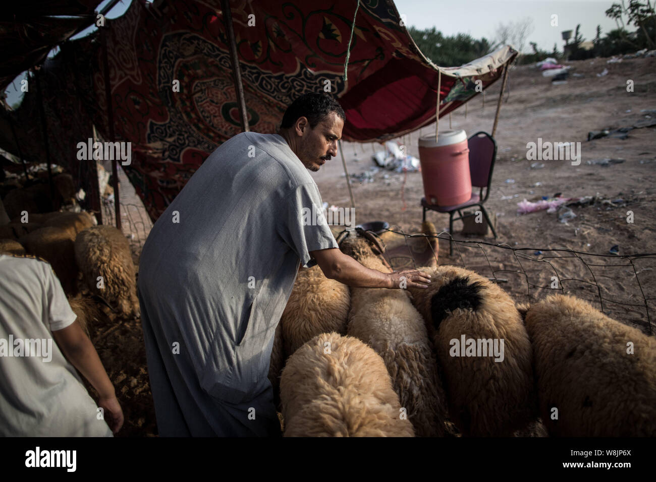 Tripolis, Libyen. 9 Aug, 2019. Ein Mensch wählt ein Schaf mit einem Viehmarkt in Tripolis, Libyen, am Aug 9, 2019. Der libyschen National Animal Health Center am Freitag sagte, dass 350.000 Schafe für das Eid al-Adha, oder das "Festival des Opfers importiert wurden." Quelle: Amru Salahuddien/Xinhua Stockfoto