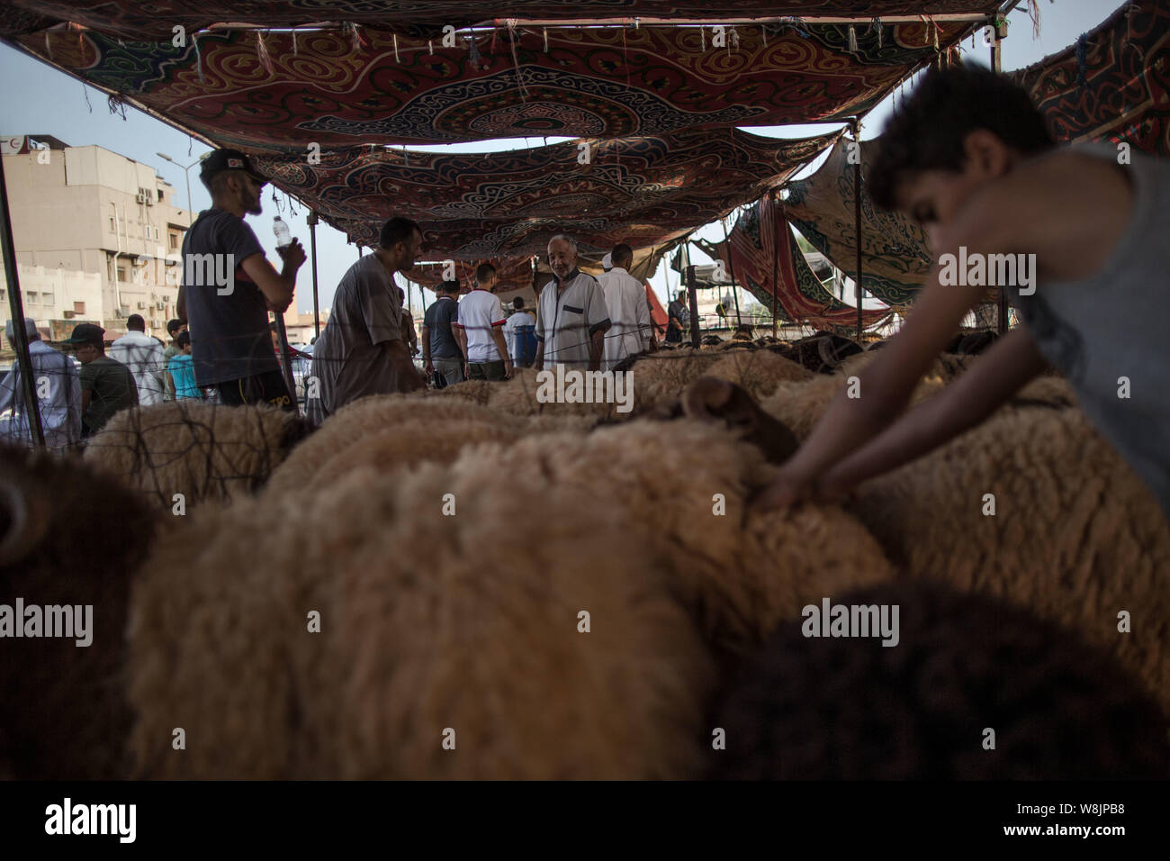 Tripolis, Libyen. 9 Aug, 2019. Menschen kaufen Schafe an einem Viehmarkt in Tripolis, Libyen, am Aug 9, 2019. Der libyschen National Animal Health Center am Freitag sagte, dass 350.000 Schafe für das Eid al-Adha, oder das "Festival des Opfers importiert wurden." Quelle: Amru Salahuddien/Xinhua Stockfoto