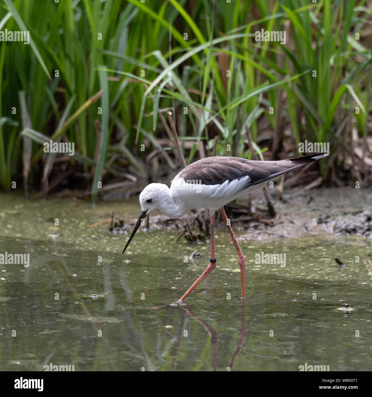Junge Muster Schwarz geflügelte Stelzenläufer oder Cavaliere d'Italia Spaziergänge in Wasser, durchschnittlichen europäischen Vogel typisch für das italienische Hoheitsgebiet Stockfoto
